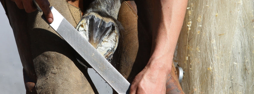 Farrier etiquette: tips every horse owner should know