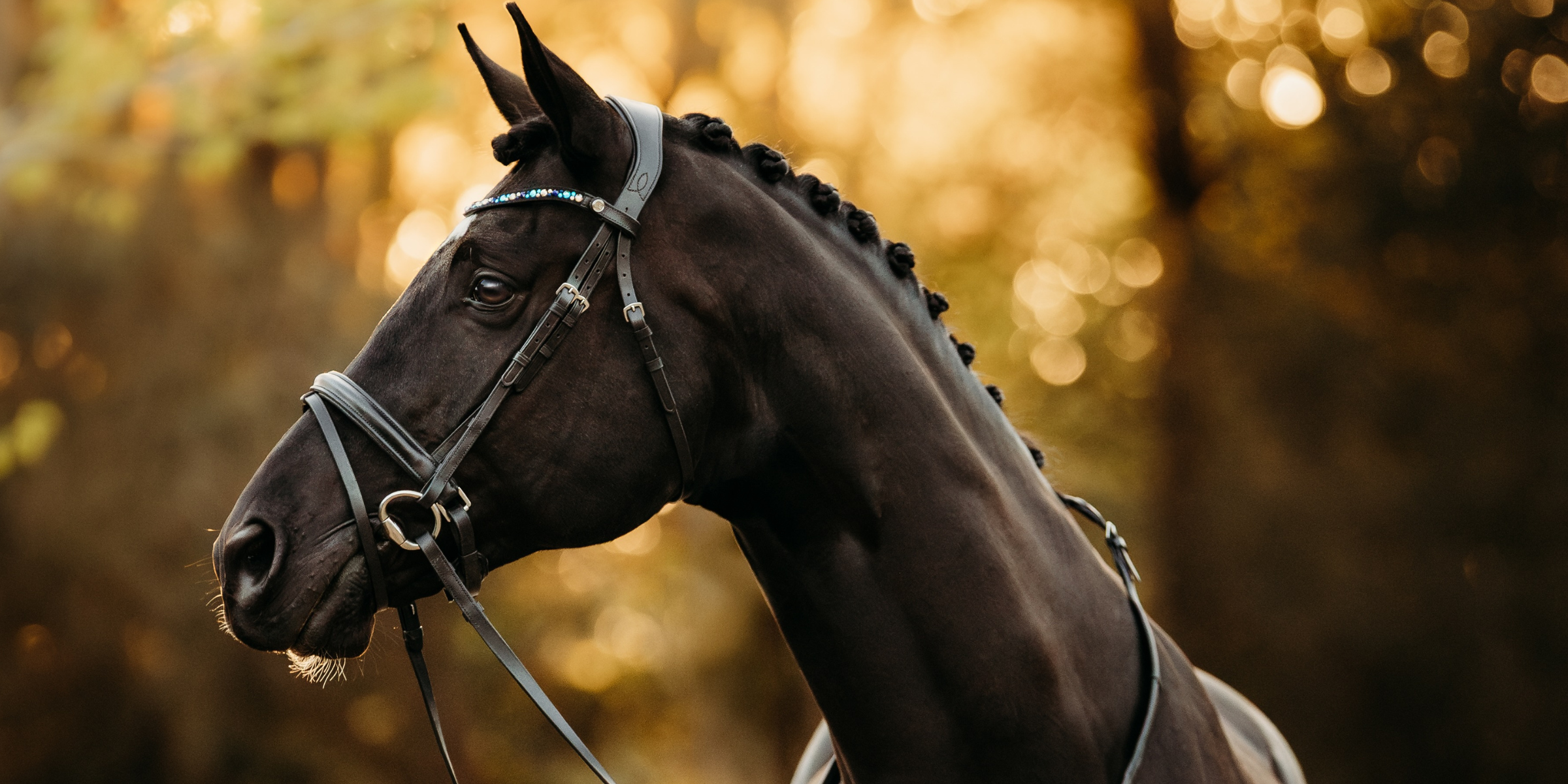 Age is just a number: how good management can keep horses at their best for longer