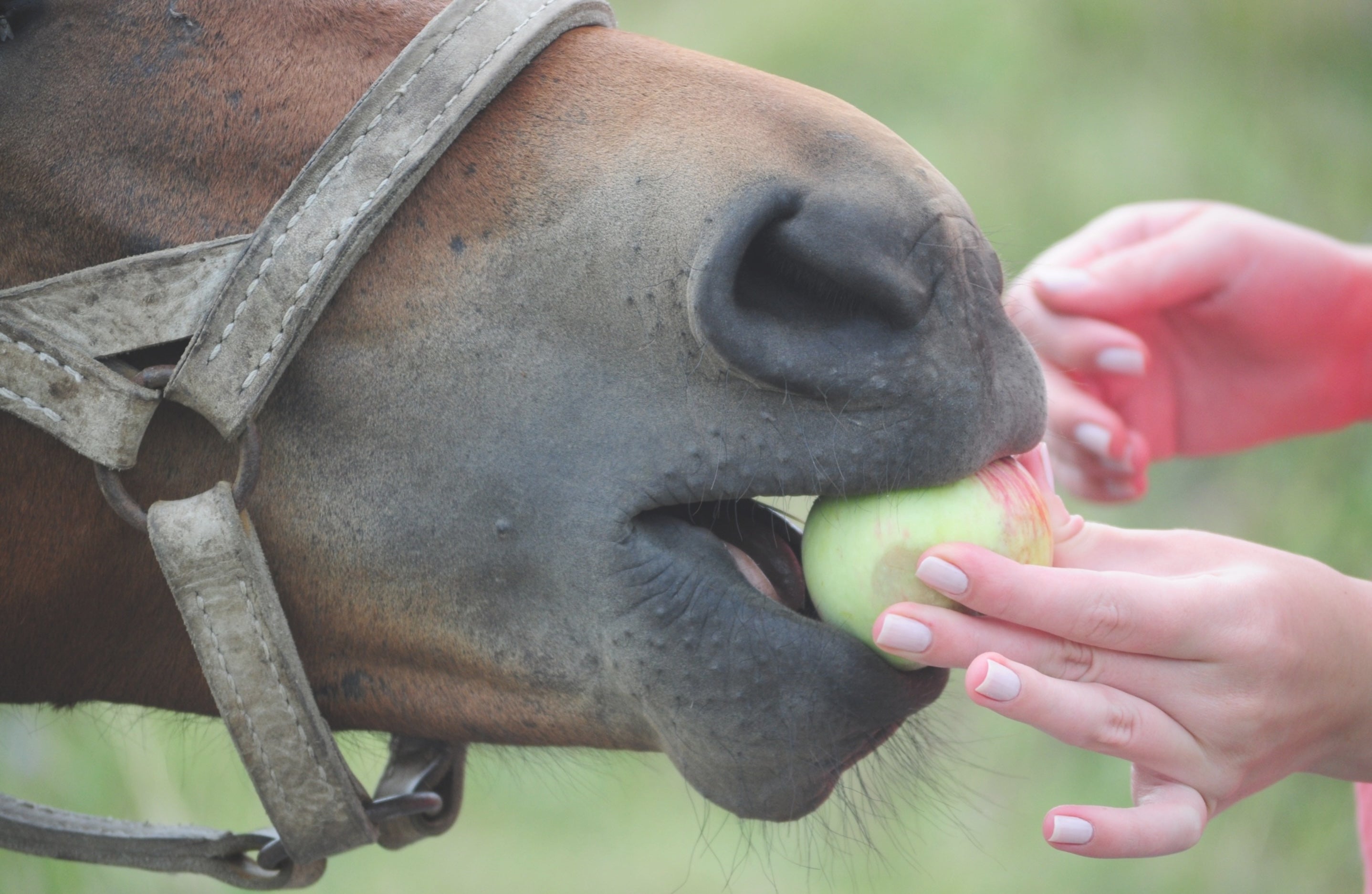 Treats you can (and can’t) give horses