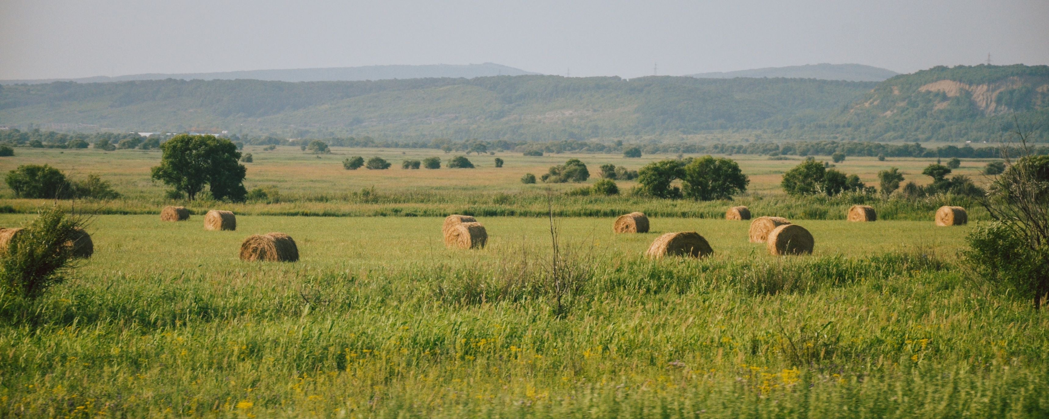 What hay should you feed your horse? Complete guide to hay types and feeding choices