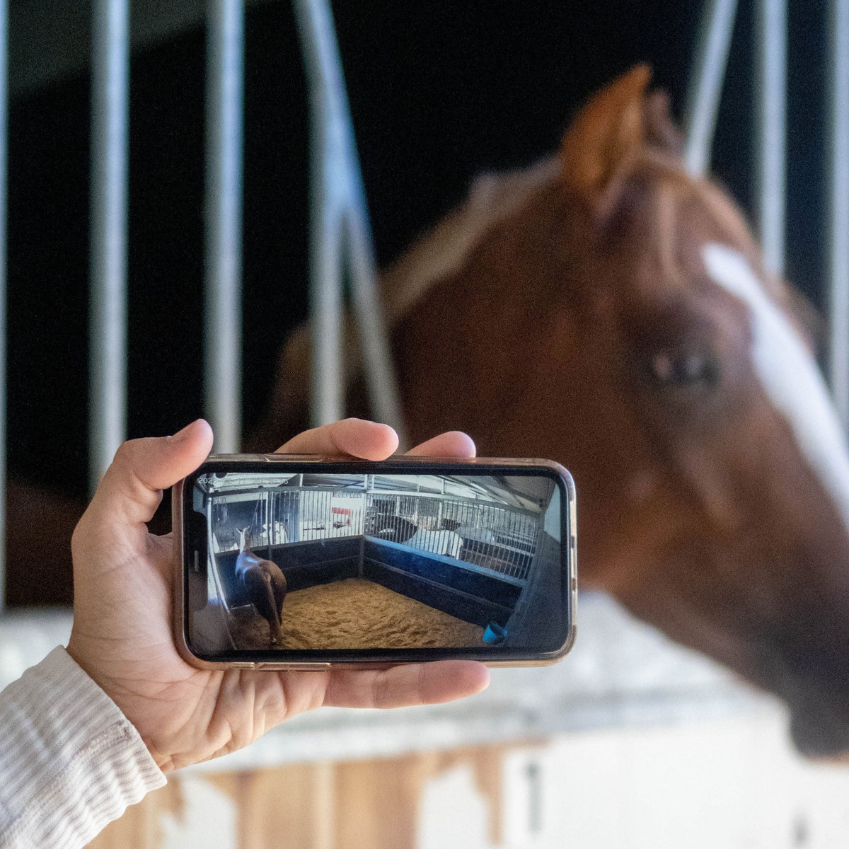 (OLD) Equine Eye 'Universal' (paddock / stable - trailer) - camera + solar bundle - Equine Eye
