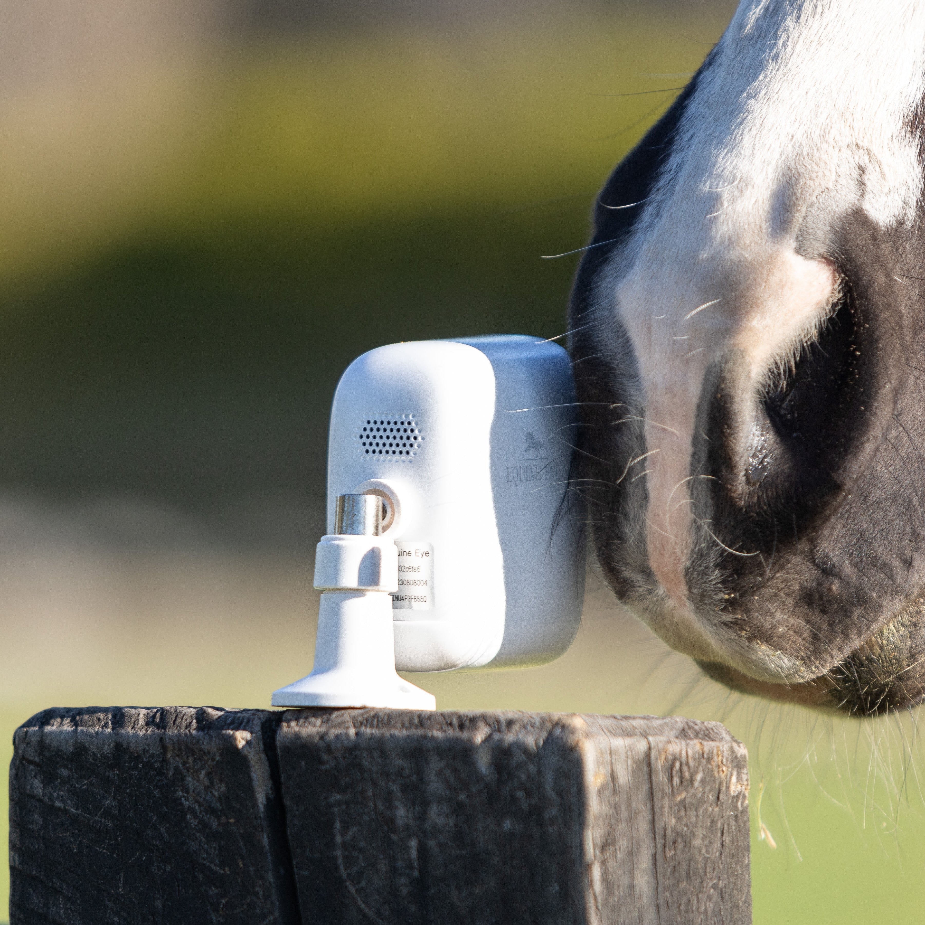 The Equine Eye Vision Camera - Equine Eye