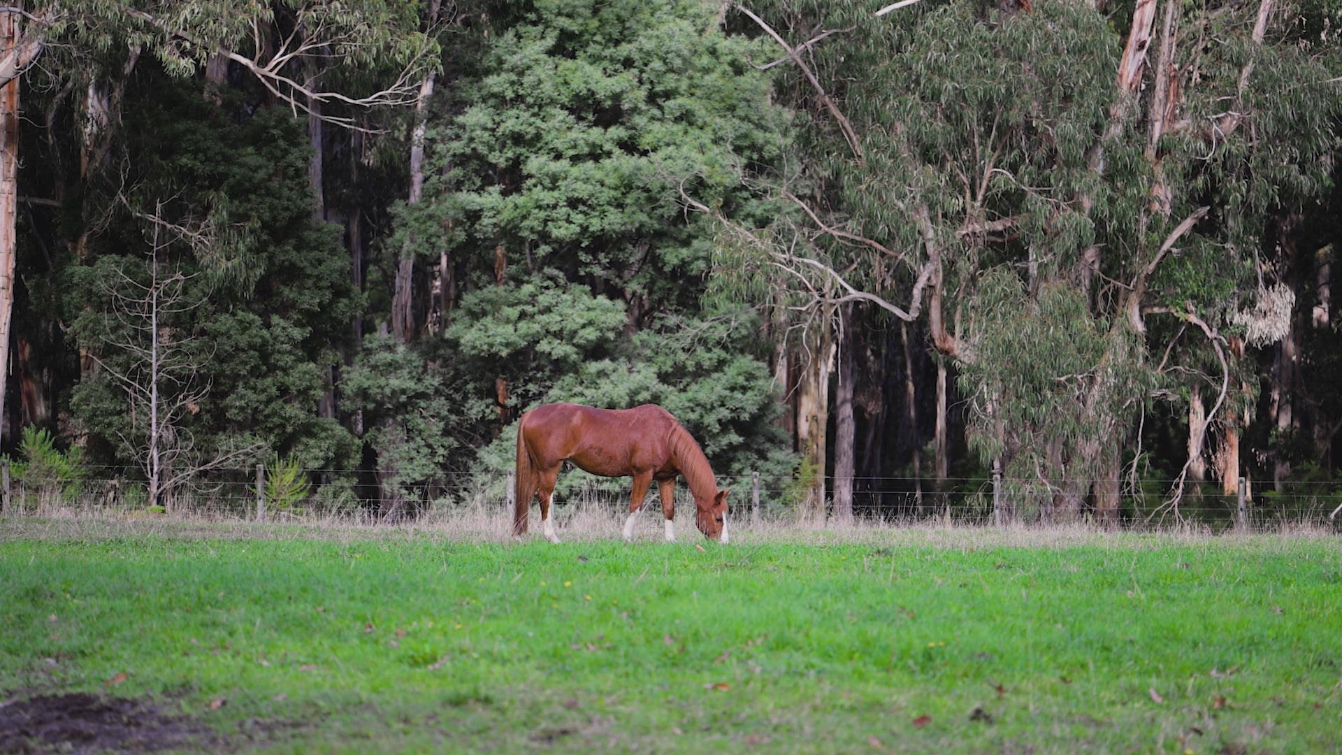 The Equine Eye Vision Camera