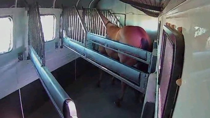 Equine Eye Voyager - Equine Eye