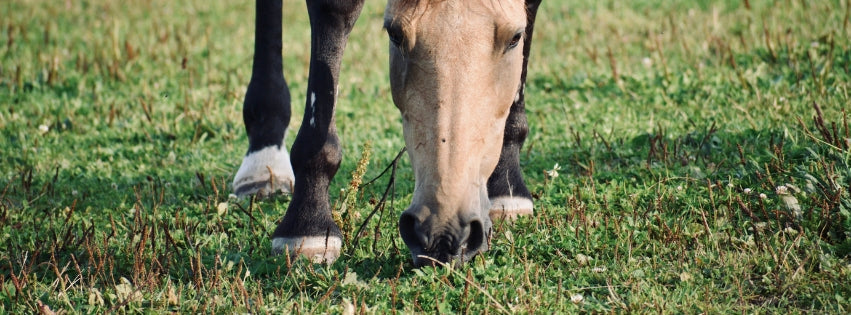Why hobble training could be a lifesaver