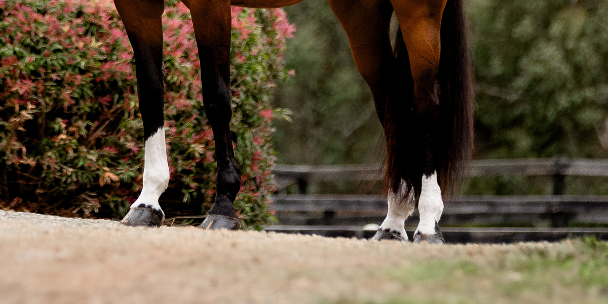 Barefoot vs shoes: what's really best for your horse's feet