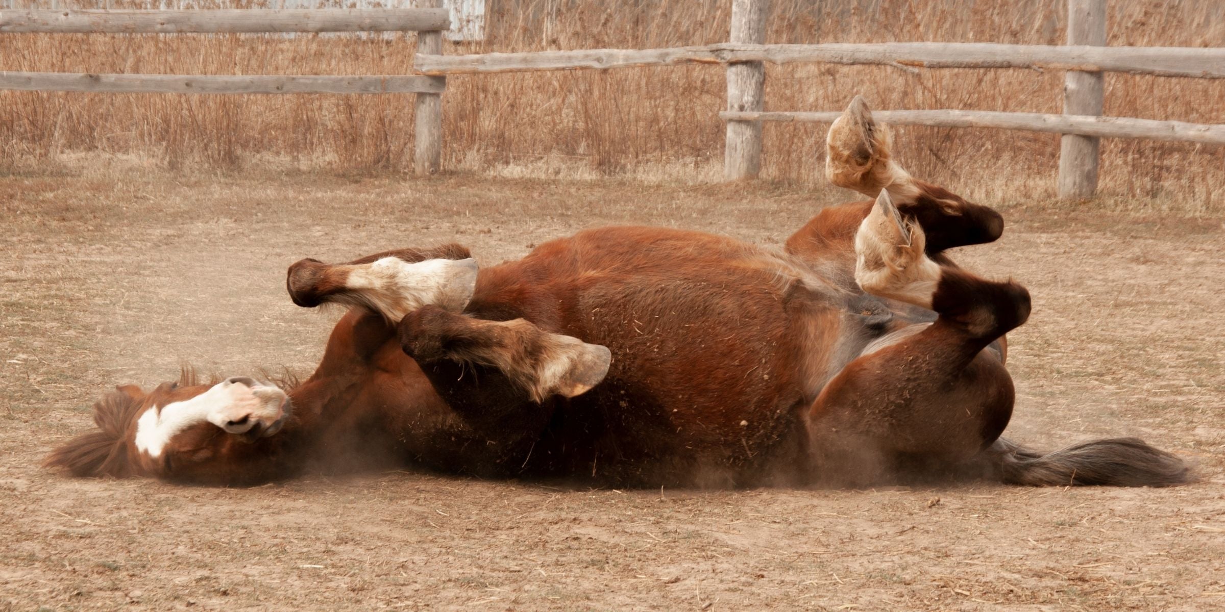 Gastric ulcers in horses: causes, symptoms, treatment and how surveillance can help