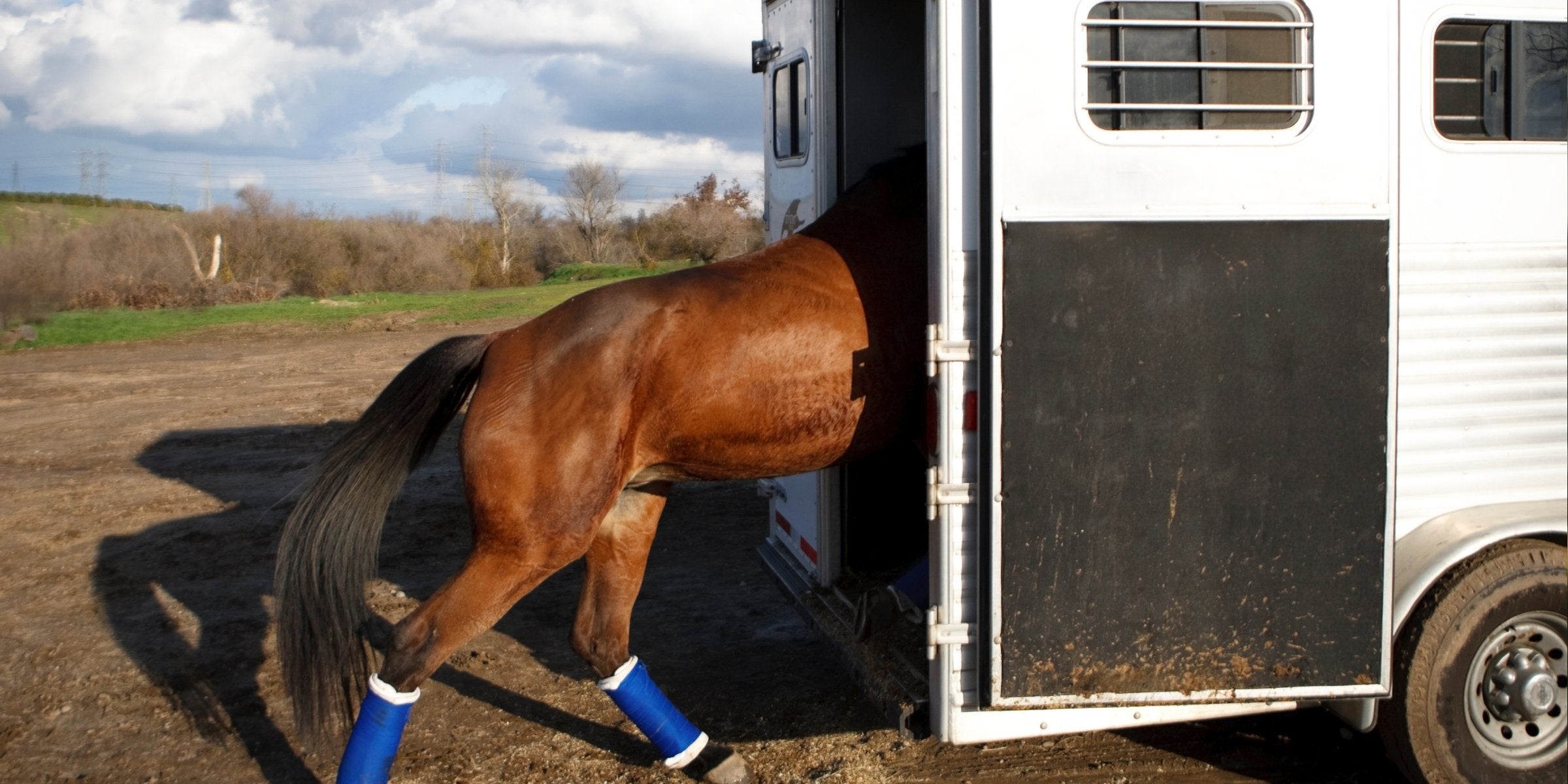 Where should my horse stand in the float? A guide to safer horse transport