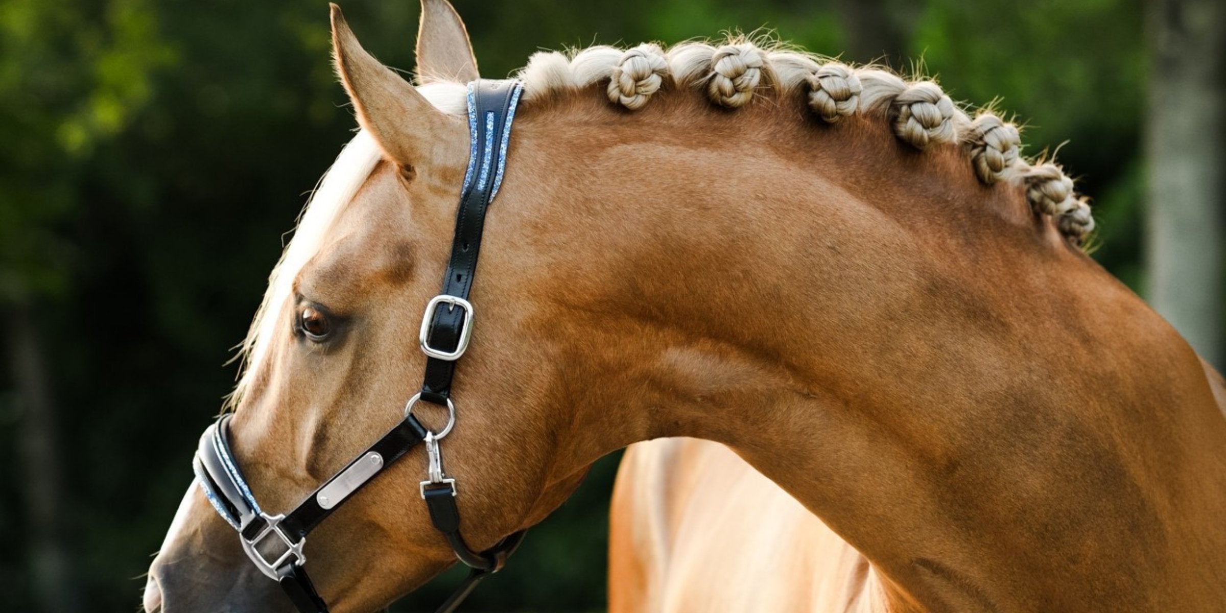 Signs my mare is in season: what to look for and how a horse camera can help