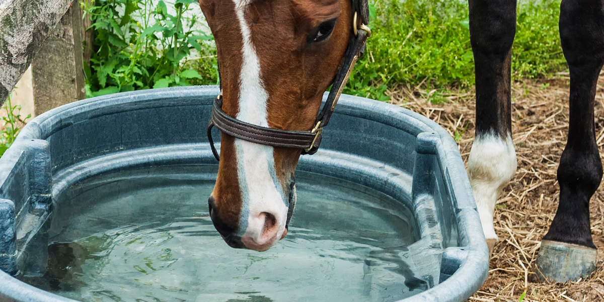 Clean horse water trough in a paddock