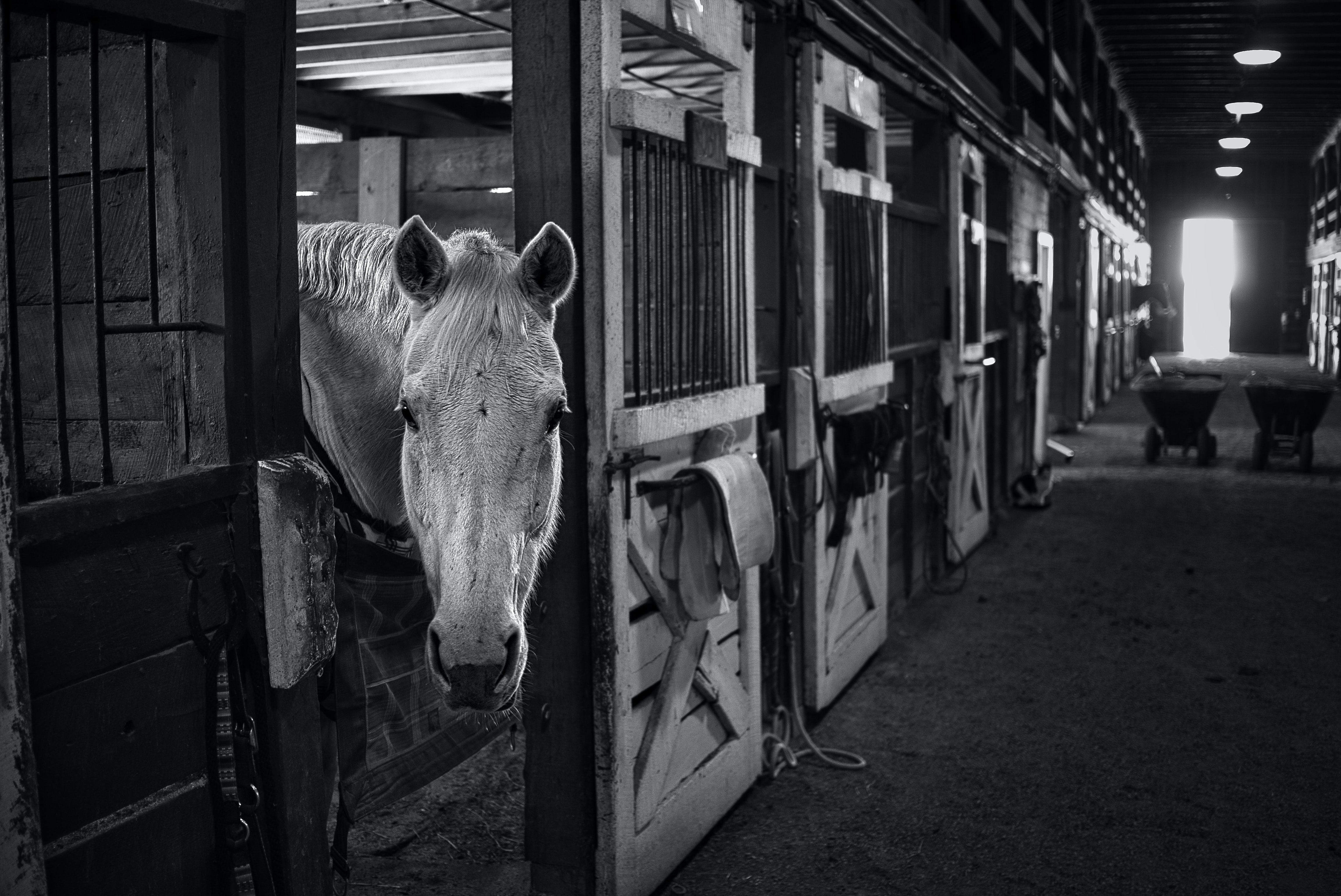 Tips for rehabbing horses in confinement