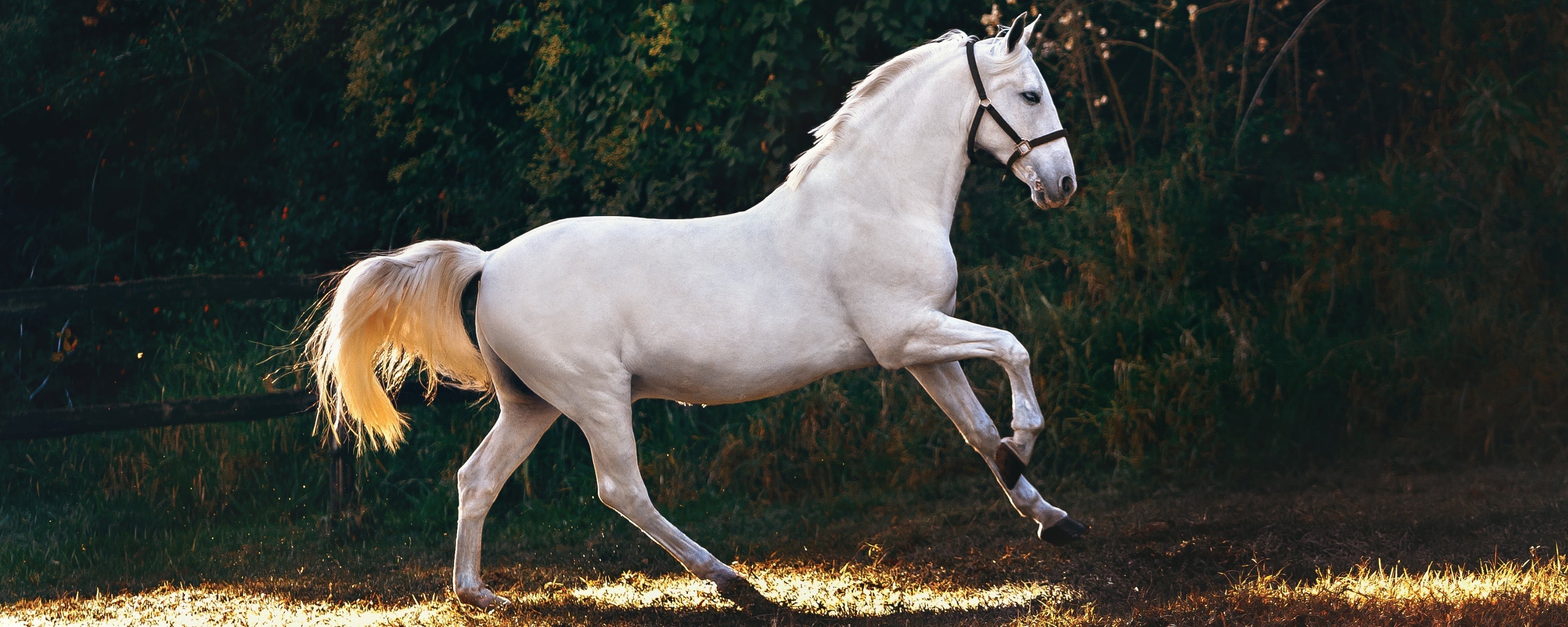 Stifle lock in horses: symptoms, treatment & monitoring