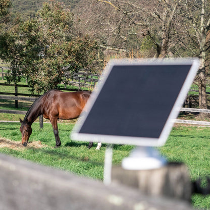 Equine Eye Vision