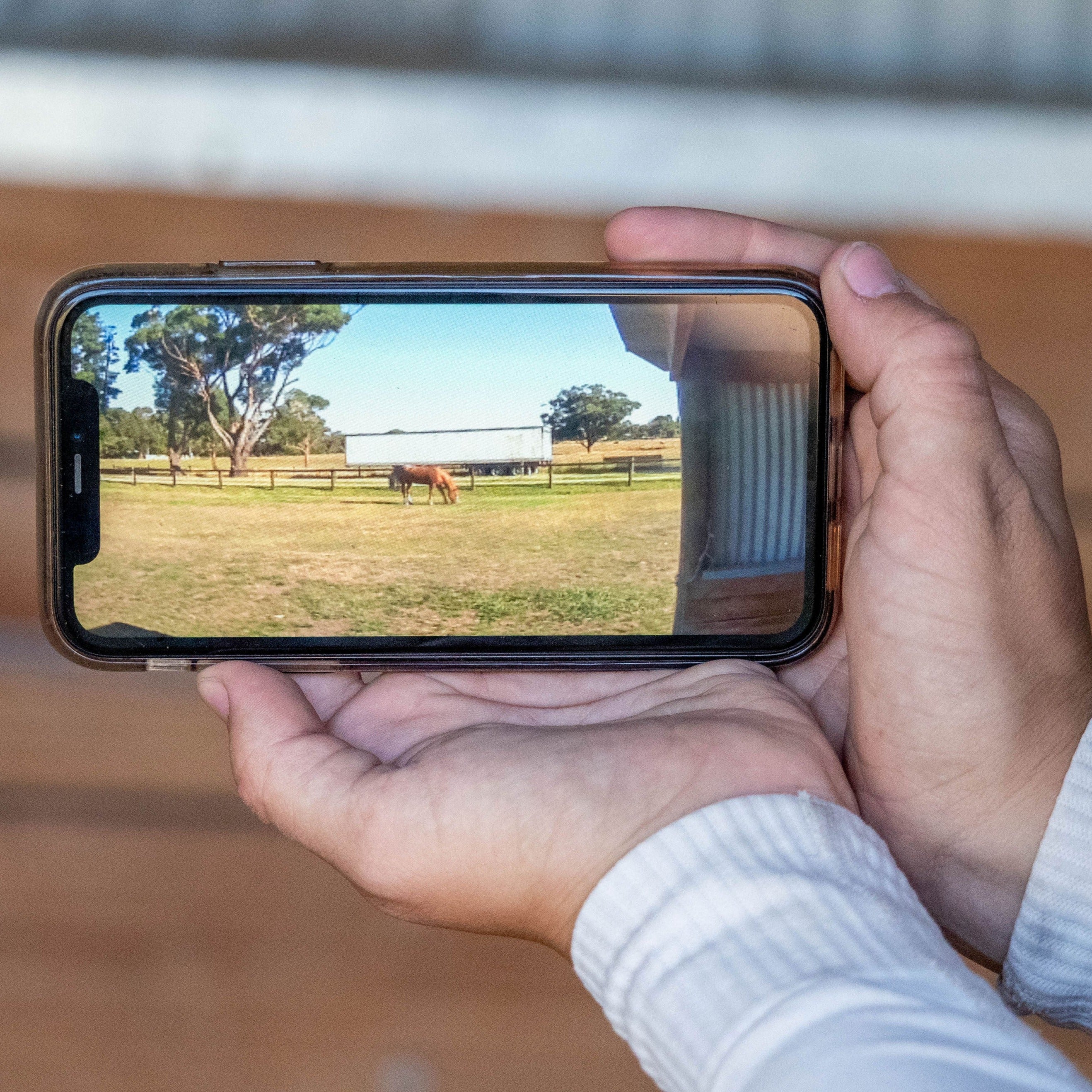 Equine Eye Vision